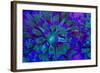 Euphyllia Glabrescens-harmonia101-Framed Photographic Print