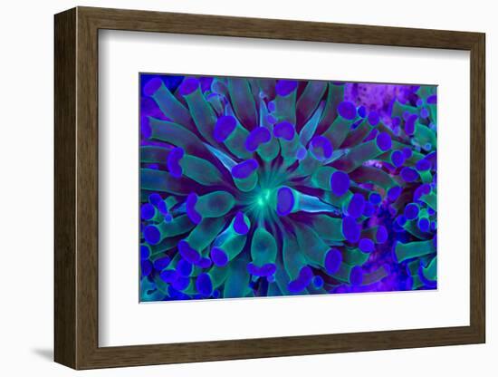 Euphyllia Glabrescens-harmonia101-Framed Photographic Print