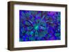 Euphyllia Glabrescens-harmonia101-Framed Photographic Print