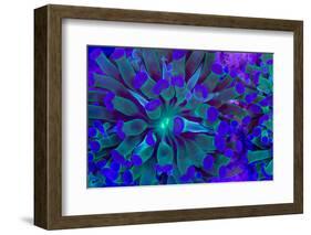 Euphyllia Glabrescens-harmonia101-Framed Photographic Print