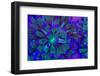 Euphyllia Glabrescens-harmonia101-Framed Photographic Print