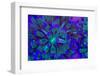 Euphyllia Glabrescens-harmonia101-Framed Photographic Print