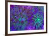 Euphyllia Glabrescens-harmonia101-Framed Photographic Print