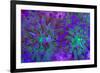 Euphyllia Glabrescens-harmonia101-Framed Photographic Print