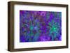 Euphyllia Glabrescens-harmonia101-Framed Photographic Print