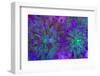 Euphyllia Glabrescens-harmonia101-Framed Photographic Print