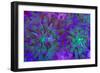 Euphyllia Glabrescens-harmonia101-Framed Photographic Print