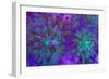 Euphyllia Glabrescens-harmonia101-Framed Photographic Print