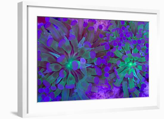 Euphyllia Glabrescens-harmonia101-Framed Photographic Print