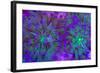 Euphyllia Glabrescens-harmonia101-Framed Photographic Print