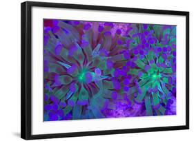 Euphyllia Glabrescens-harmonia101-Framed Photographic Print