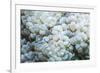 Euphyllid coral, Derawan Islands, Indonesia-Georgette Douwma-Framed Photographic Print