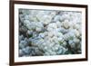 Euphyllid coral, Derawan Islands, Indonesia-Georgette Douwma-Framed Photographic Print