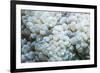 Euphyllid coral, Derawan Islands, Indonesia-Georgette Douwma-Framed Photographic Print