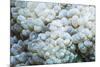 Euphyllid coral, Derawan Islands, Indonesia-Georgette Douwma-Mounted Photographic Print