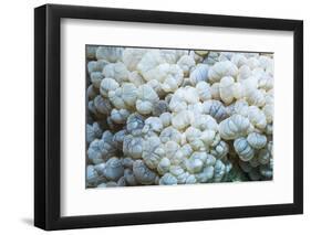 Euphyllid coral, Derawan Islands, Indonesia-Georgette Douwma-Framed Photographic Print