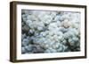 Euphyllid coral, Derawan Islands, Indonesia-Georgette Douwma-Framed Photographic Print