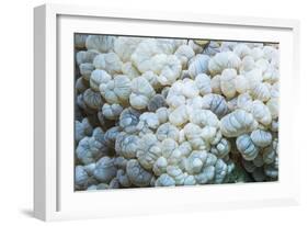 Euphyllid coral, Derawan Islands, Indonesia-Georgette Douwma-Framed Photographic Print