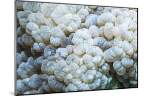 Euphyllid coral, Derawan Islands, Indonesia-Georgette Douwma-Mounted Photographic Print