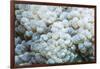 Euphyllid coral, Derawan Islands, Indonesia-Georgette Douwma-Framed Photographic Print