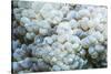 Euphyllid coral, Derawan Islands, Indonesia-Georgette Douwma-Stretched Canvas