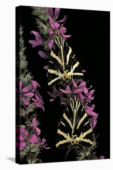 Euplagia Quadripunctaria (Jersey Tiger Moth)-Paul Starosta-Stretched Canvas