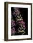 Euplagia Quadripunctaria (Jersey Tiger Moth)-Paul Starosta-Framed Photographic Print