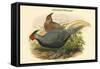 Euplocamus Lineatus - Lineated Pheasant-John Gould-Framed Stretched Canvas