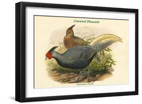 Euplocamus Lineatus - Lineated Pheasant-John Gould-Framed Art Print