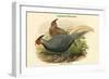 Euplocamus Lineatus - Lineated Pheasant-John Gould-Framed Art Print