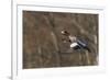 Eurasian American wigeon hybrid-Ken Archer-Framed Photographic Print