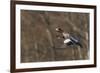 Eurasian American wigeon hybrid-Ken Archer-Framed Photographic Print