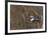 Eurasian American wigeon hybrid-Ken Archer-Framed Photographic Print