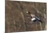 Eurasian American wigeon hybrid-Ken Archer-Mounted Photographic Print