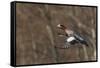 Eurasian American wigeon hybrid-Ken Archer-Framed Stretched Canvas