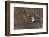 Eurasian American wigeon hybrid-Ken Archer-Framed Photographic Print