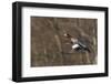 Eurasian American wigeon hybrid-Ken Archer-Framed Photographic Print