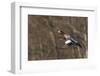 Eurasian American wigeon hybrid-Ken Archer-Framed Photographic Print