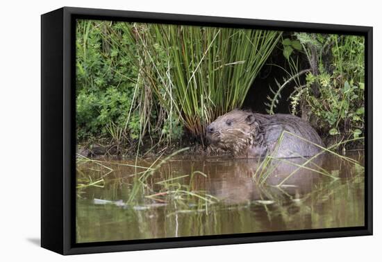 Eurasian Beaver (Castor Fiber), Captive in Breeding Programme, United Kingdom, Europe-Ann and Steve Toon-Framed Stretched Canvas