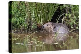 Eurasian Beaver (Castor Fiber), Captive in Breeding Programme, United Kingdom, Europe-Ann and Steve Toon-Stretched Canvas