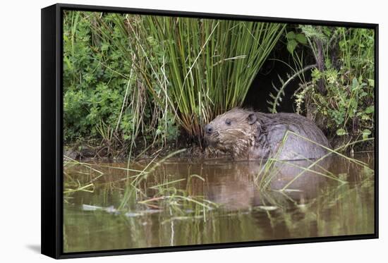 Eurasian Beaver (Castor Fiber), Captive in Breeding Programme, United Kingdom, Europe-Ann and Steve Toon-Framed Stretched Canvas