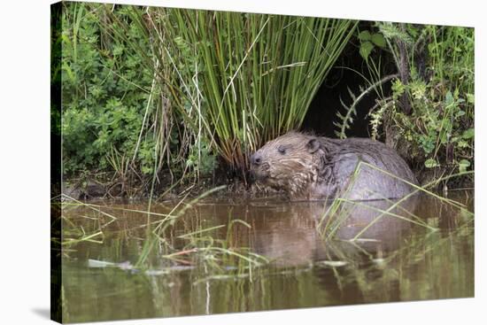 Eurasian Beaver (Castor Fiber), Captive in Breeding Programme, United Kingdom, Europe-Ann and Steve Toon-Stretched Canvas