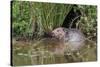 Eurasian Beaver (Castor Fiber), Captive in Breeding Programme, United Kingdom, Europe-Ann and Steve Toon-Stretched Canvas