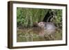 Eurasian Beaver (Castor Fiber), Captive in Breeding Programme, United Kingdom, Europe-Ann and Steve Toon-Framed Photographic Print