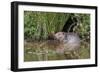 Eurasian Beaver (Castor Fiber), Captive in Breeding Programme, United Kingdom, Europe-Ann and Steve Toon-Framed Photographic Print