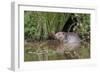 Eurasian Beaver (Castor Fiber), Captive in Breeding Programme, United Kingdom, Europe-Ann and Steve Toon-Framed Photographic Print