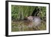 Eurasian Beaver (Castor Fiber), Captive in Breeding Programme, United Kingdom, Europe-Ann and Steve Toon-Framed Photographic Print