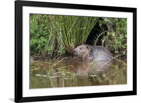 Eurasian Beaver (Castor Fiber), Captive in Breeding Programme, United Kingdom, Europe-Ann and Steve Toon-Framed Photographic Print