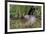 Eurasian Beaver (Castor Fiber), Captive in Breeding Programme, United Kingdom, Europe-Ann and Steve Toon-Framed Photographic Print