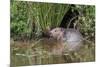 Eurasian Beaver (Castor Fiber), Captive in Breeding Programme, United Kingdom, Europe-Ann and Steve Toon-Mounted Photographic Print